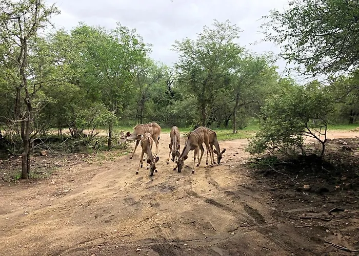 Lion Hill @Kruger