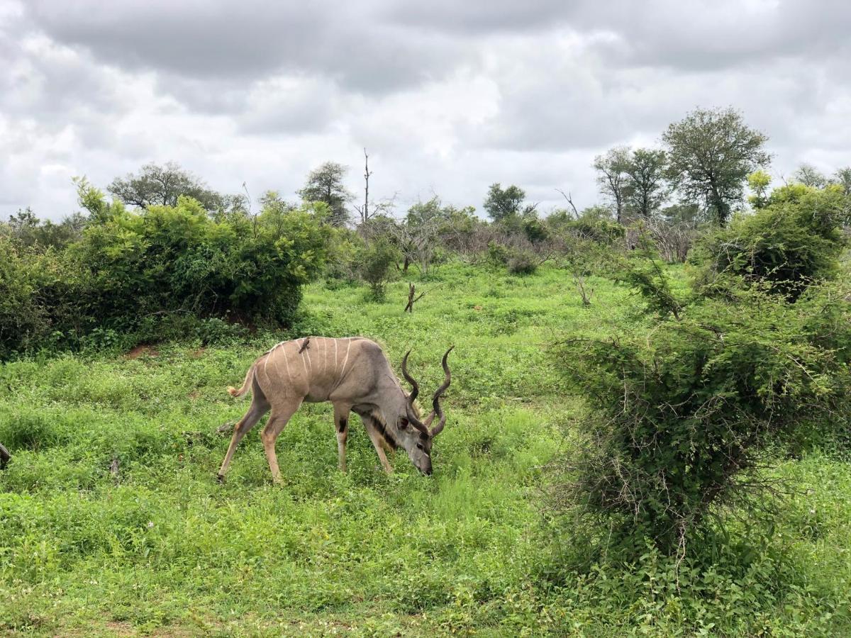 Lion Hill @kruger *